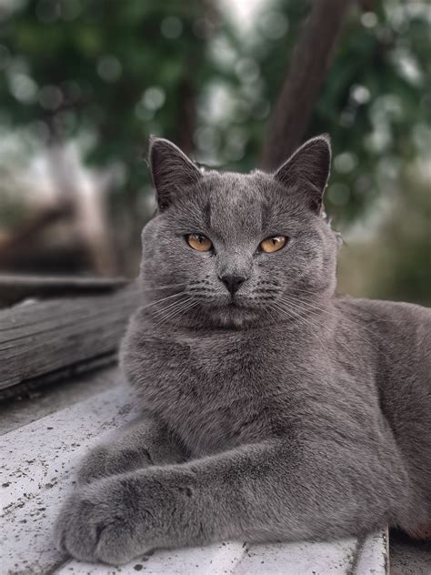 Gambar Kucing Lucu Kucing Abu Abu Potret Hewan Membelai Melihat
