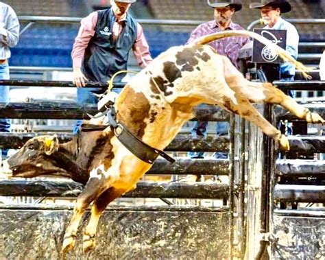 Aande Bucking Bulls