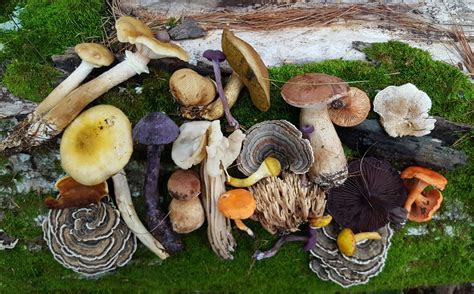 Edible Fall Mushrooms In Wisconsin All Mushroom Info
