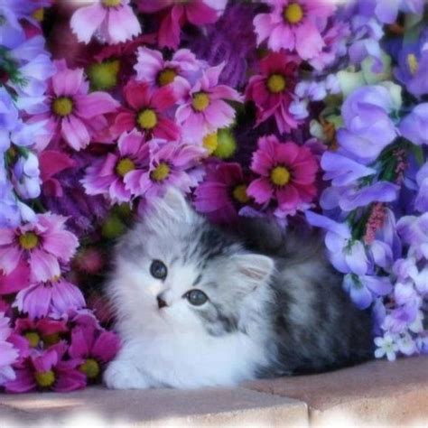 Kitten In The Flowers Cutest Paw Kittens And Puppies Baby Kittens