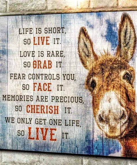 Pin By Elaine Higgins On Donkeys Wise Words Quotes Happy Quotes