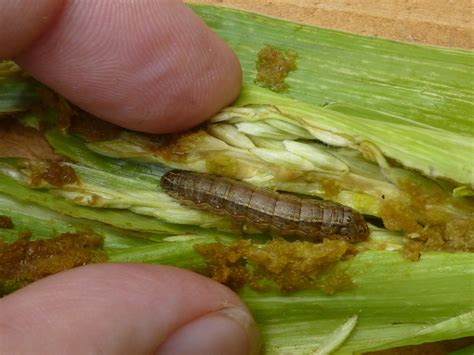 Fall Armyworm Research Champion Opportunity Invasive Species Blog