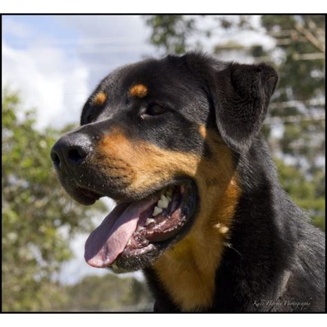 Duke Large Male Great Dane X Rottweiler Mix Dog In Tas Petrescue