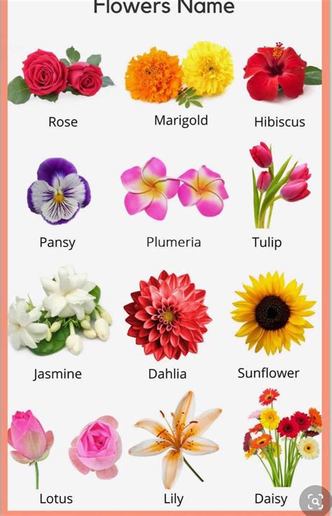 Pin By Catherine Mandilara On Flowers Printed Only Flower Names All