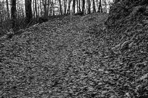 Black And White Forest Path Interior Of A Forest In Black And White