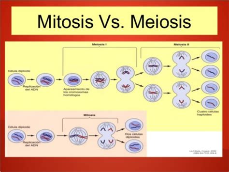 Información De Mitosis Y Meiosis Cuadros Comparativos Información