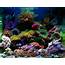 DeMartini  2008 Featured Nano Reefs Aquariums Monthly
