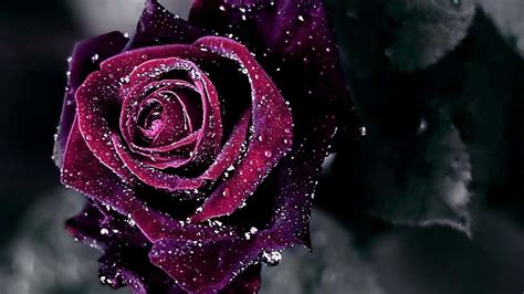 Gül Hd Duvar Kağıtları Rose Hd Wallpapers 40 Nisanboard Flatcast