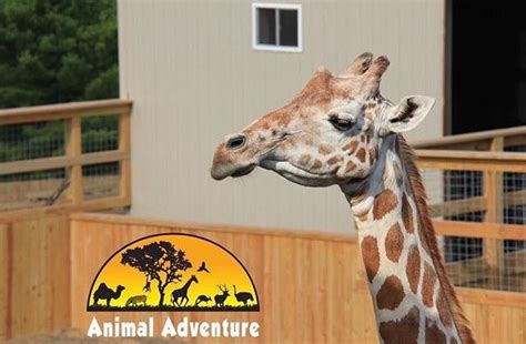Animal adventure park's johari & oliver giraffe cam! Pin by Lynn Hudock on April, Oliver, Tajiri, Azizi ...