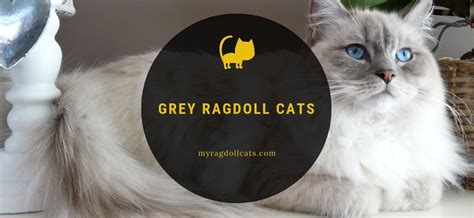 Ragdoll cats are known for their beautiful coats and bright, blue eyes. Grey Ragdoll Cat - Learn about these special types