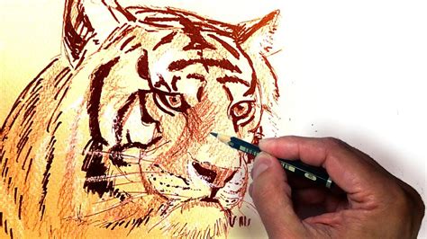 Como Dibujar un Tigre Realista Usando Lápiz Tinta y Tiza tecnicas de