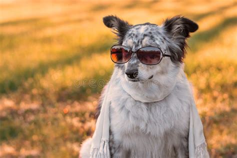 Dog Wearing Sunglasses And Scarf Stock Photo Image Of Domestic