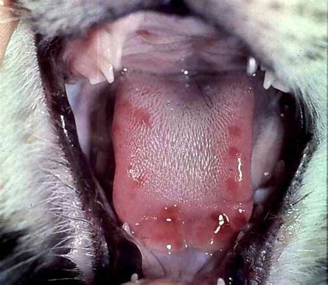 Lower Lip Photos Of Mouth Ulcers In Cats