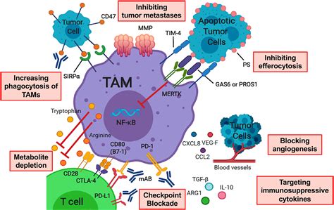 Frontiers Targeting Tumor Associated Macrophages In The Pediatric