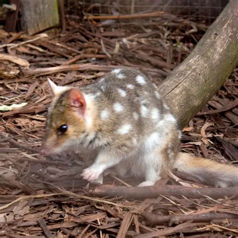 Eastern Quoll Facts Diet Habitat And Pictures On Animaliabio