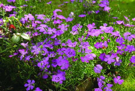 Amurnejlika Dianthus Amurensis ‘siberian Blue’ Sveriges Trädgårdsmästare