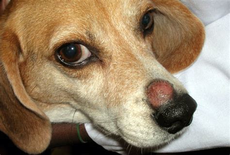 We did not find results for: Is Dog and Cat Ringworm Contagious? | PetHelpful