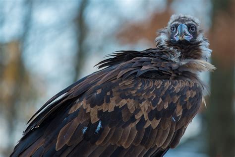 free images wing wildlife beak eagle hawk fauna raptor bird of prey close up wild