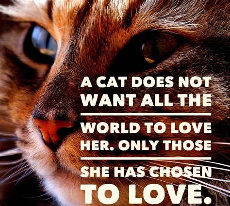 Cat Quotes 25 Sayings Only Cat Lovers Will Understand