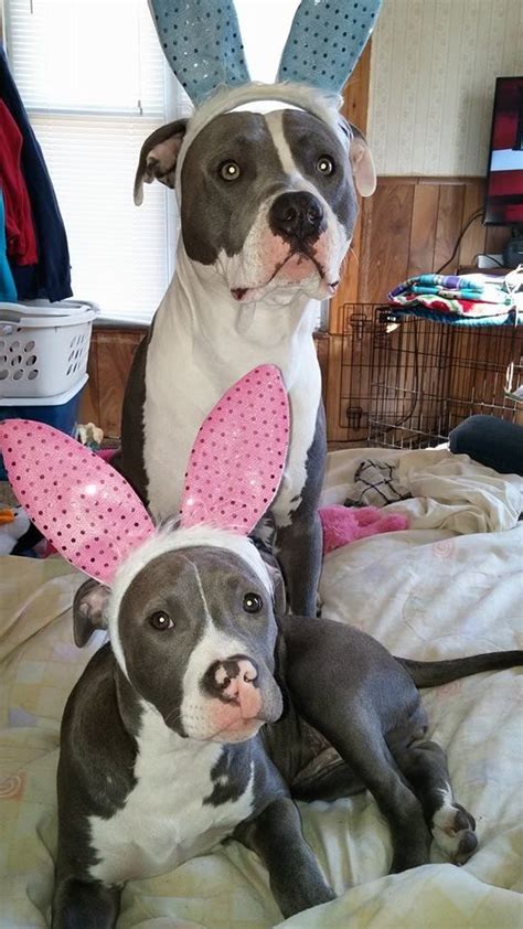 The 70 Greatest Pit Bull Halloween Costumes Ever Page 11 Of 23 The
