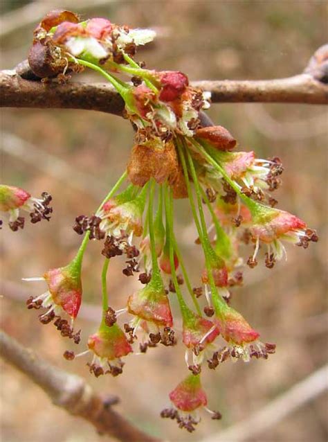 American Elm Ulmus Americana