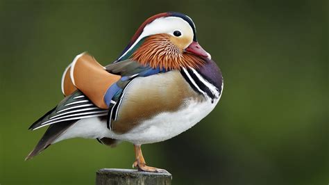 Learn About The Mysterious Mandarin Duck In New York S Central Park CGTN