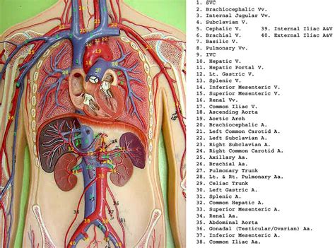 High blood glucose can cause heart and blood vessel problems. Thoracic Cavity Labeled