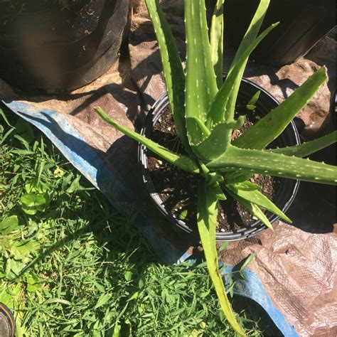 Treat the roots of the aloe plant with some root stimulant. diagnosis - How can I help my weak Aloe vera? - Gardening ...