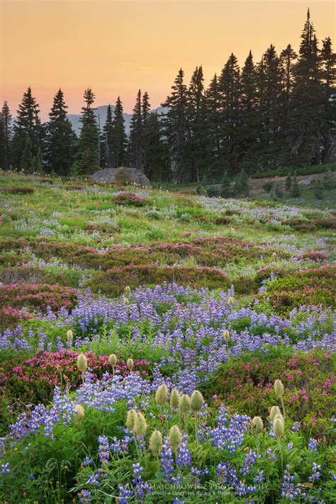 Paradise Wildflower Meadows Mount Rainier Alan Majchrowicz