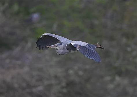 Heron In Flight By Neilschofield Ephotozine