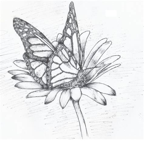 Beautiful Easy Pencil Drawings Of Flowers And Butterflies