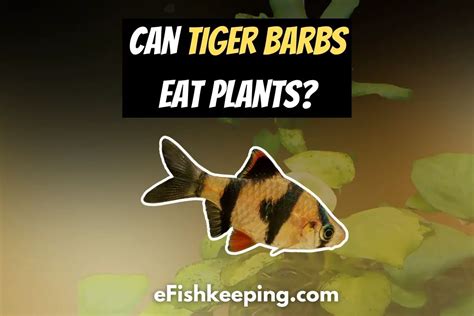 Can Tiger Barbs Eat Plants Fully Explained Efishkeeping