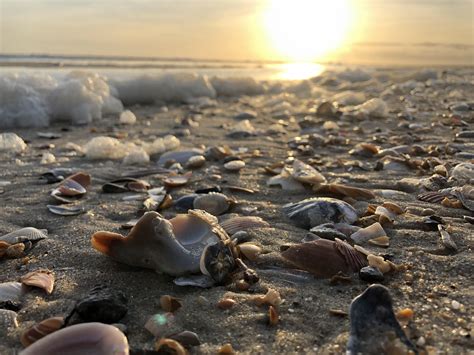 Shells For Days Hatteras Island Nc Oc 4032x3024 Cape Hatteras Nc