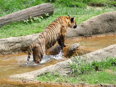 Memphis Zoo Bengal Tiger Zoochat