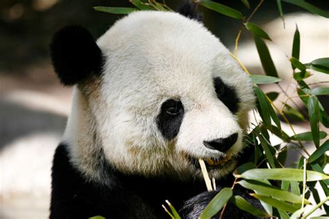 Panda Fur Price Serious Facts