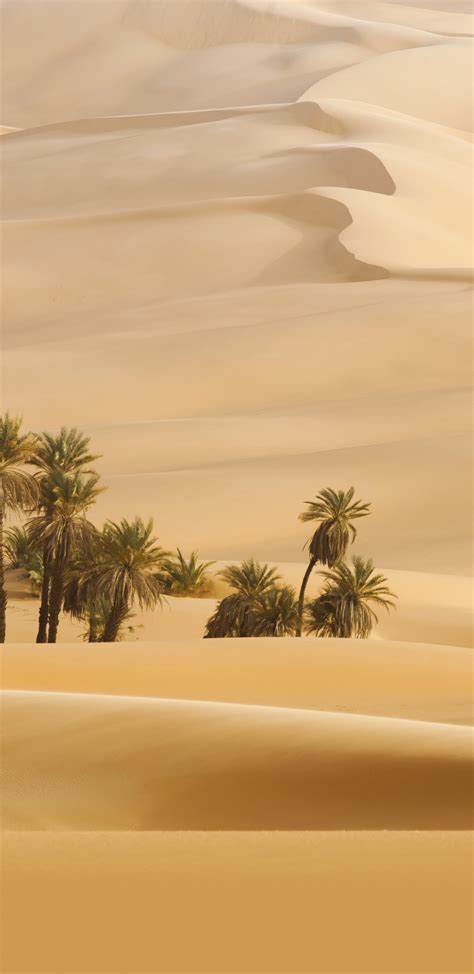 Download 1440x2960 Wallpaper Landscape Desert Palm Trees Samsung