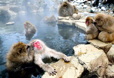Japanese Macaque Monkeys Relax In Hot Springsyamanouchi Japan