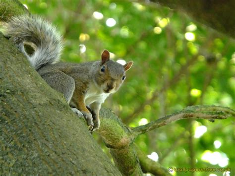 Grey Squirrel Looking At Camera Squirrel Wallpaper