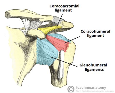 This diagram with labels depicts and explains the details of shoulder anatomy pictures. Shoulder Joint Anatomy | Bone and Spine