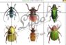Puzzles Insectes Ludo Sur Le Fil