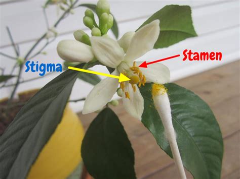 Simply Resourceful How To Pollinate A Meyer Lemon Tree