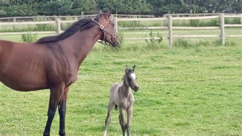 Longrun Graduate Horse Thats One Cool Cat Gave Birth To The Cutest