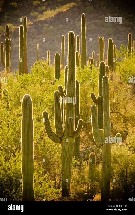 Arizona Cactus Hi Res Stock Photography And Images Alamy