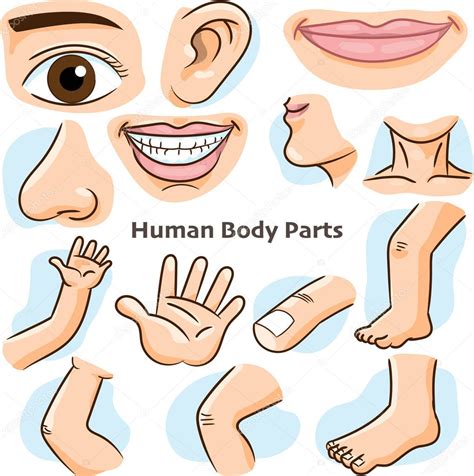 The upper region of the body includes everything above the neck, for instance, hair, scalp, eyes, ears, nose, mouth, tongue, teeth, etc. Pictures : part of the body cartoon | Human Body Parts ...