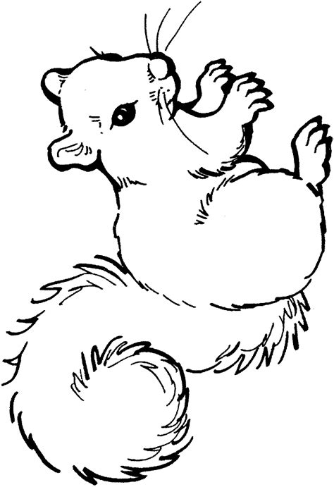 Free coloring pages to color online. Squirrel Coloring Pages - Coloringpages1001.com