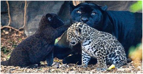 A Precious Arrival Female Black Jaguar Cub Born At Kent Big Cat