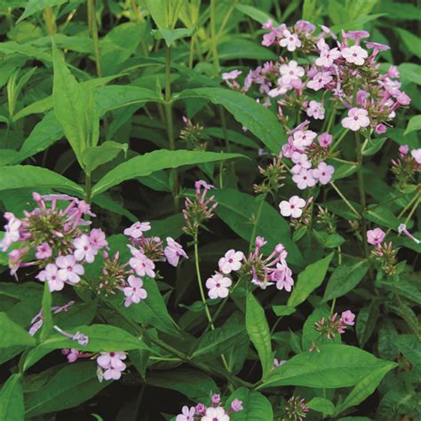 Phlox Paniculata Jeana Van Berkum Nursery