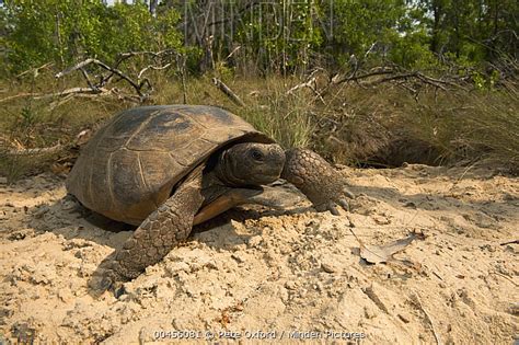 Florida Gopher Tortoise Stock Photo Minden Pictures