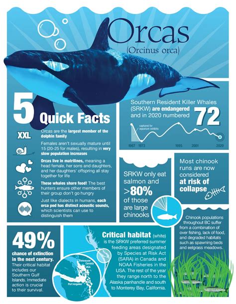 Endangered Killer Whales Infographic What You Should Know And How To Help