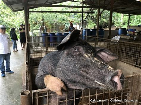 Philippine Native Black Pig Lechon Hog Raising Sneak P Flickr